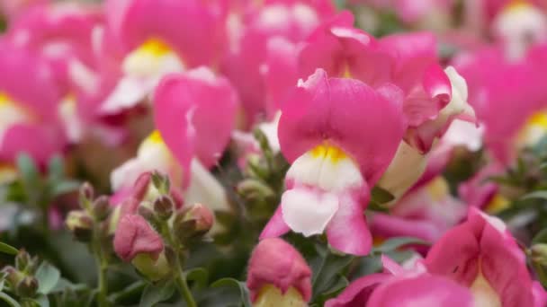 Close Uma Flor Snapdragon Rosa Florescendo Jardim Movimento Lento — Vídeo de Stock