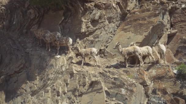 Group Wild Mountains Goats Mountain Trail Climb Canadian Rockies Slow — Stock Video