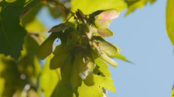 ブドウからぶら下がっているシカモアのヘリコプターの種の近く スローモーション — ストック動画