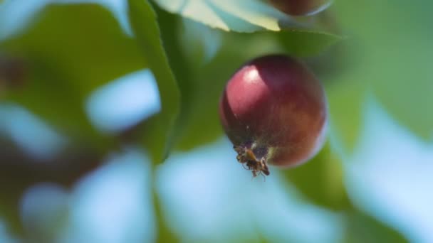 关闭一个小螃蟹苹果生长在一棵树上 慢动作 — 图库视频影像