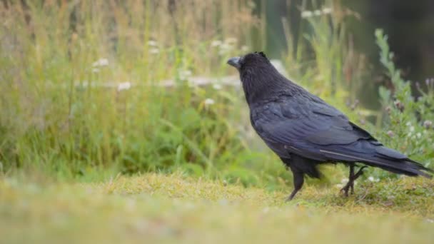 Primer Plano Cuervo Negro Caminando Por Campo Hierba Movimiento Lento — Vídeos de Stock