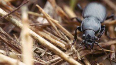Yerde sürünen siyah bir böceğe yaklaş. Yavaş çekim. 