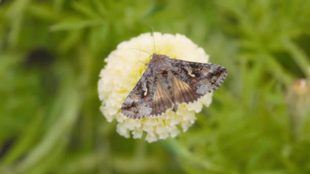 Макро Знімок Метелика Харчується Квітучою Квіткою Саду Повільний Рух — стокове відео