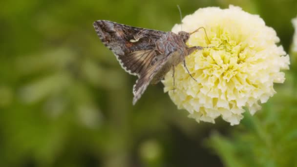 Gros Plan Papillon Nourrissant Une Fleur Jaune Dans Jardin Mouvement — Video