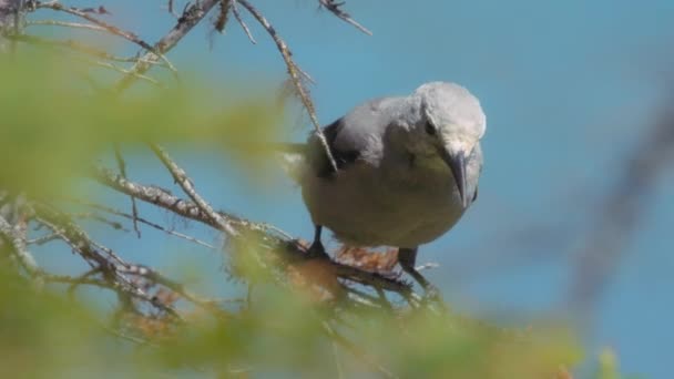 Clarks Nutcracker Bird Sitting Pine Tree Branch Close Slow Motion — Stock Video
