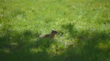 Yazın çim tarlasında küçük bir çayır köpeği. Yavaş çekim. 