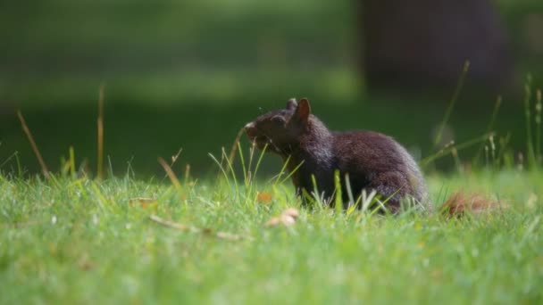 Großaufnahme Eines Kleinen Schwarzen Eichhörnchens Das Einem Sonnigen Tag Gras — Stockvideo