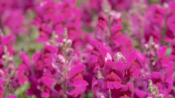 Jardim Cheio Flores Rosa Snapdragon Fecha Câmara Lenta Fundo Natural — Vídeo de Stock