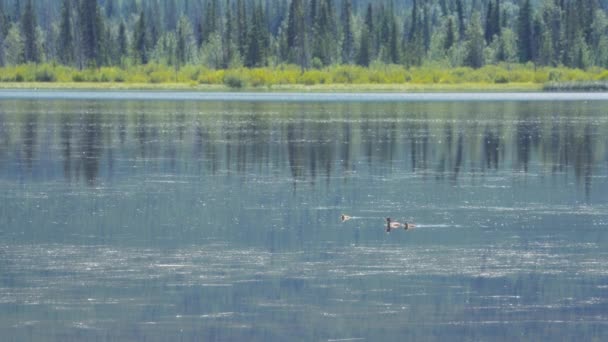 夏の反射池に浮かぶアヒルの群れ スローモーション — ストック動画