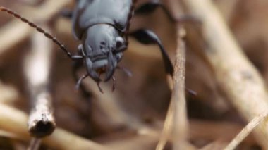Kurumuş otların arasında sürünen siyah bir böceğin makro görüntüsü. Yavaş çekim. 