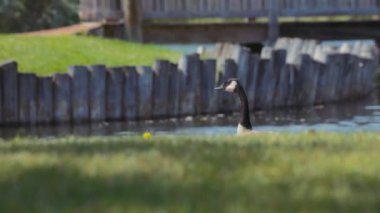 Kanada kazı bir yaz günü bir park göletinin yanında duruyor. Yavaş çekim. 