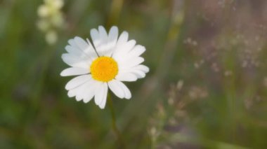 Rüzgarda sallanan papatya çiçeğine yaklaş. Yavaş çekim.