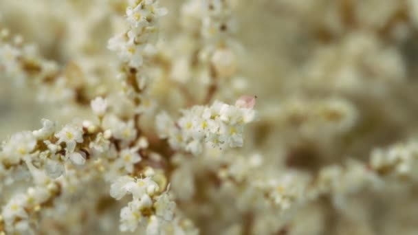 Close Van Een Boomtak Met Kleine Witte Bloemen Die Tuin — Stockvideo