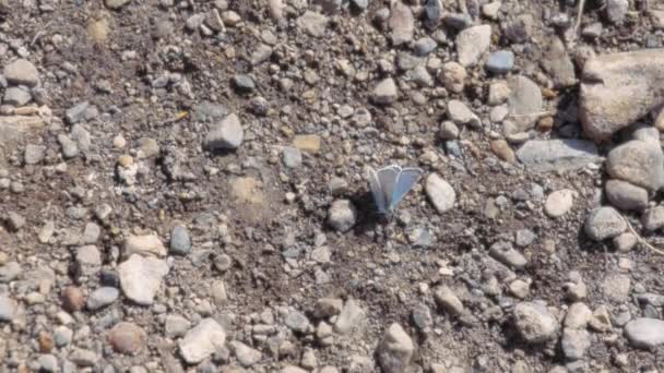Silvery Blue Butterfly Sitting Rocky Ground Slow Motion — Stock Video