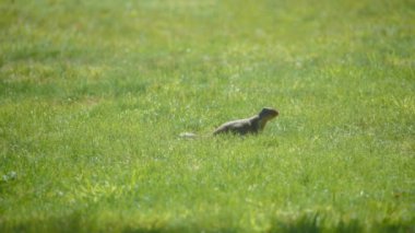 Çayır köpeği çim tarlasında ilerliyor. Yavaş çekim. 