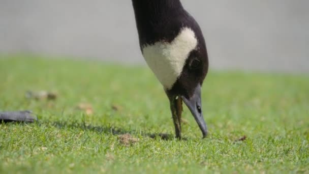 Close Canada Goose Eating Grass Park Lawn Slow Motion — Stock Video