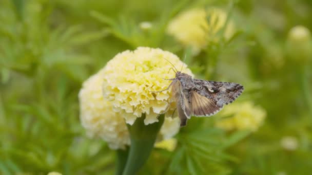 Alfalfa Looper Güve Kelebeği Sarı Kadife Çiçeğiyle Besleniyor Yaklaşın Ağır — Stok video