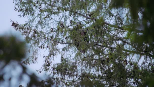 Zlatý Orel Roztahuje Křídla Zatímco Sedí Větvi Stromu Zpomalený Pohyb — Stock video