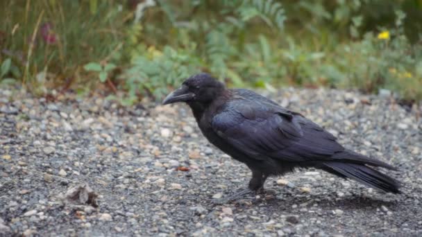 Kayalık Bir Zeminde Yürüyen Siyah Bir Kuzgunun Yakınına Yiyecek Aramaya — Stok video