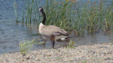 İki Kanada kazının rüzgarlı bir öğleden sonra göle girmesi. Yavaş çekim. 
