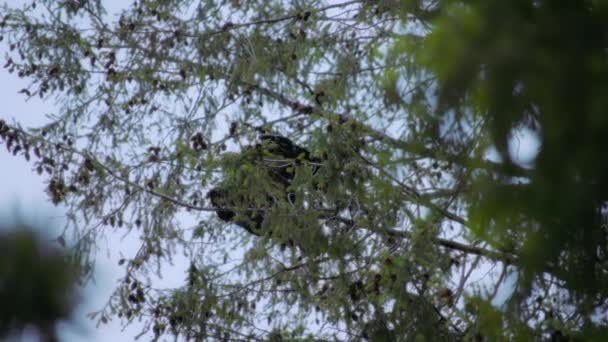 金鹰从松树枝上飞走了 慢动作 — 图库视频影像