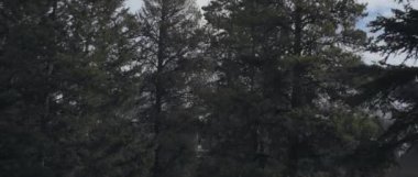 Kışın Kanada Kayalık Dağları 'nda sık ormanlarda araba sürerken. Yavaş çekim. 