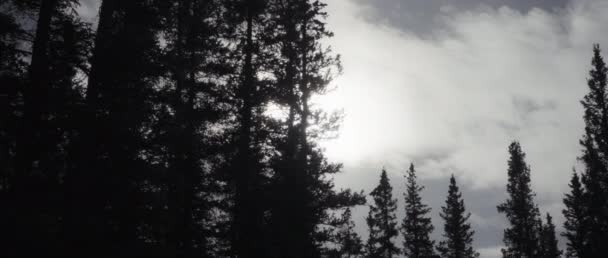 Bulutlu Bir Kış Gününde Çam Ağaçlarının Arasından Parlayan Güneş Yavaş Telifsiz Stok Video