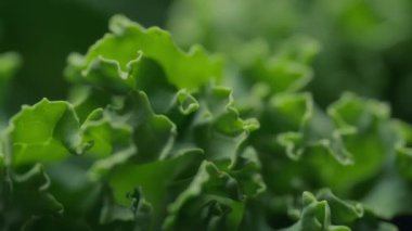 Dolly taze yeşil marul. Beslenme ve sağlıklı beslenme konsepti.