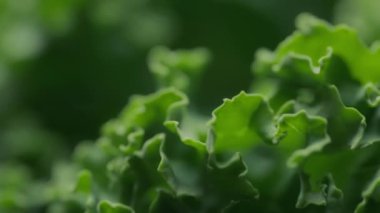 Taze yeşil kıvırcık salatadan yakın çekim. Beslenme ve sağlıklı beslenme konsepti.