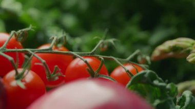 Yeşil sebze arka planına karşı taze vişneli domates. Beslenme ve sağlıklı beslenme konsepti.