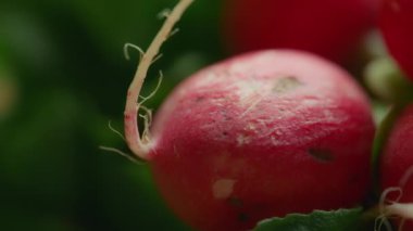 Taze turpu kapat. Sağlıklı beslenme konsepti. Yavaş çekim, doli atış.. 