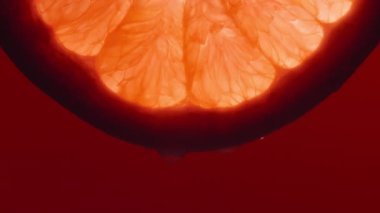 Kırmızı arka planda greyfurt diliminden düşen makro su damlası. Yavaş çekim. 