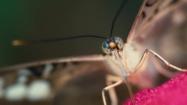 Macro dev bir baykuş kelebeğine yaklaş. Yavaş çekim. 