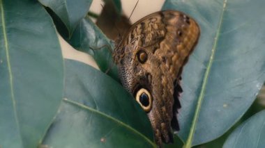 Yeşil tropikal yaprakların arasında saklanan dev bir baykuş kelebeğine yaklaş. Yavaş çekim. 