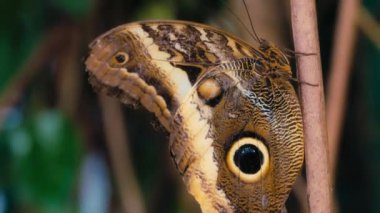 Bir bitkinin üzerinde oturan dev bir baykuş kelebeğine yaklaş. Yavaş çekim. 