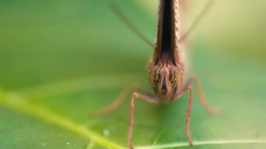 Kelebek suratlı, kahverengi gözlü, yaprağın üzerinde oturan bir makro resim. Yavaş çekim. 