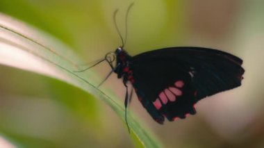 Yakut benekli kırlangıç kelebeği bir yaprağın üzerinde oturuyor ve uçup gidiyor. Yavaş çekim. 