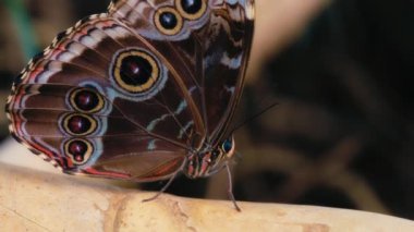 Mavi Morpho Kelebeği 'nin kapalı kanatlı bir ağaç dalında oturduğu makro çekimi. Yavaş çekim. 