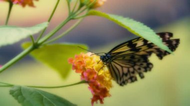 Large tree nymph butterfly on a yellow flower. Slow motion. 