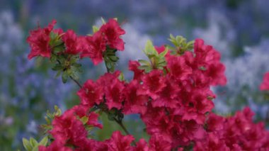 Halk bahçesinde açan kırmızı çiçekler. Yavaş çekim. 