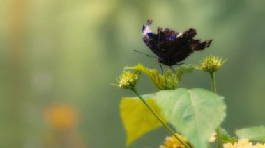 Yeşil bir bitkinin üzerinde kahverengi ve mor kanatları olan bir kelebeğe yaklaş. Yavaş çekim.
