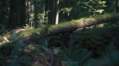 Yoğun bir yağmur ormanının ortasında yosun tutmuş ağaç gövdesiyle kaplıydı. Yavaş çekim. 