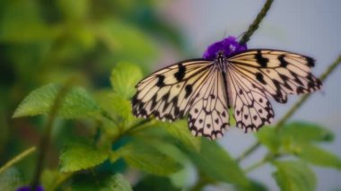 Mor bir çiçeğin üzerinde oturan büyük ağaç perisi kelebeğine yaklaş.. 