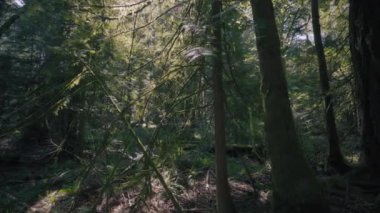 Douglas fidanları yosunlarla kaplı, sık ormanlarla dolu. Yavaş çekim. 