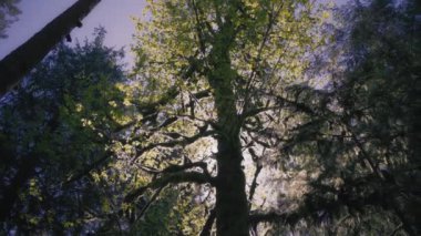 Yoğun orman ağaçlarından gelen düşük açılı güneş ışığı. Yavaş çekim. 