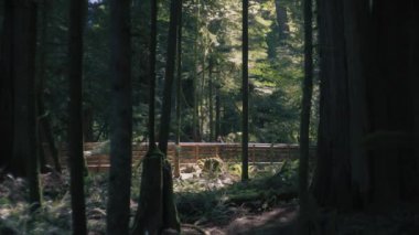 Genç yürüyüşçü kadın sık çam ağaçları ormanında sahil boyunca yürüyor. Yavaş çekim. 