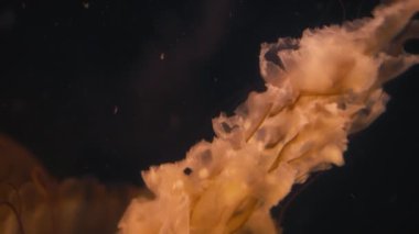 Karanlık sularda yüzen denizanası dokunaçları. Yavaş çekim. 