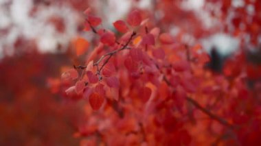 Kızıl sonbahar yaprakları yavaşça rüzgarda sallanıyor. Yavaş çekim. 