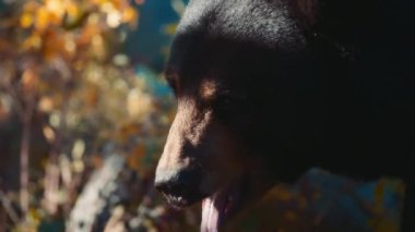 Sonbaharda ormanda yürürken esneyen siyah bir ayının yakın çekimi. Yavaş çekim. 