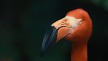 Koyu yeşil arka planda renkli turuncu bir flamingoyu kapat. Yavaş çekim. 